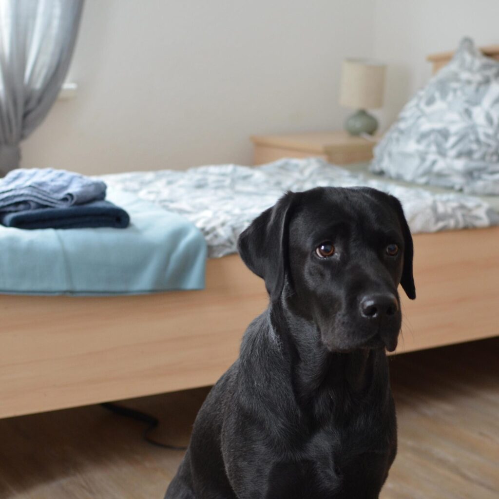 schwarzer Hund sitzt vor einem Bett